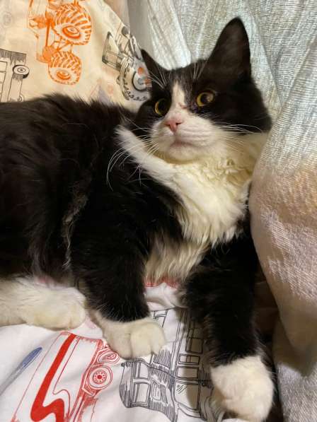 Роскошный нежный молодой котик в Санкт-Петербурге фото 14