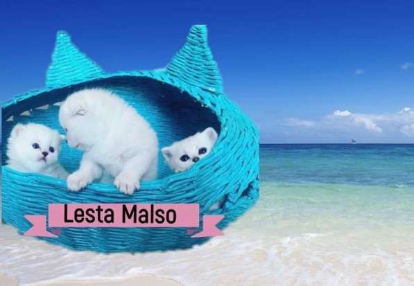 Scottish gold SFS71 ny25 в Рязани фото 4