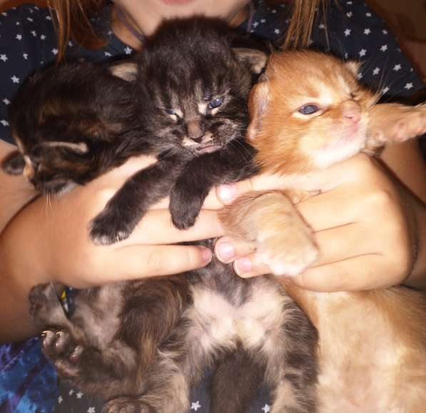 Котята Мейн-кун ищут дом в Пензе фото 3