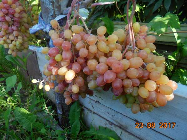 Саженцы винограда в Новосибирске в Новосибирске фото 6