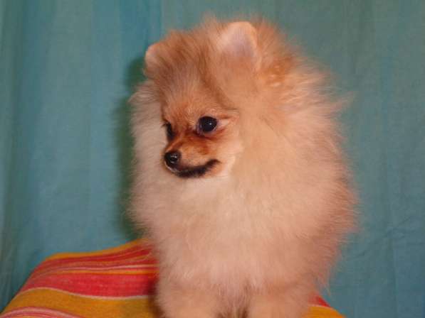 Щенки шпица в Москве фото 5