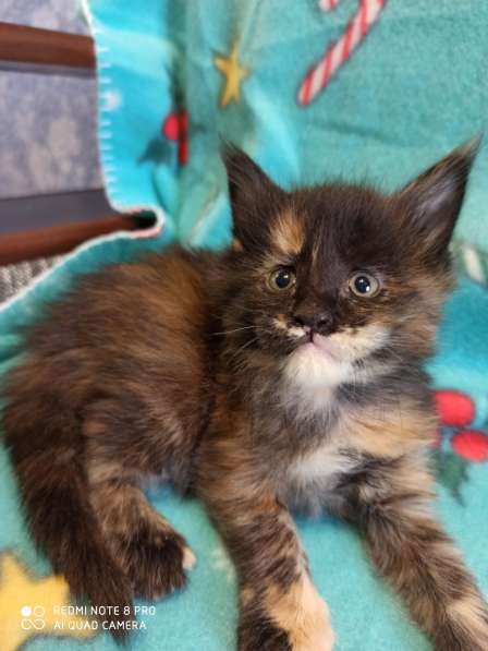 Продажа котят мейн кунов в Снежинске фото 19