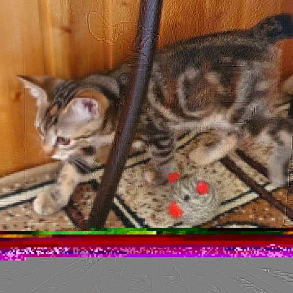 Курильчата в Саранске фото 27