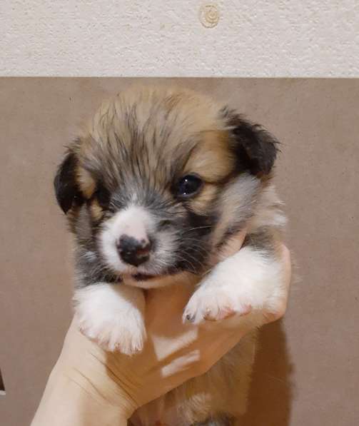 Щенки вельш корги пемброк в Пушкино фото 16