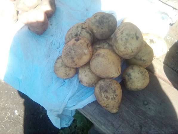 Свежий картофель в Новосибирске фото 6