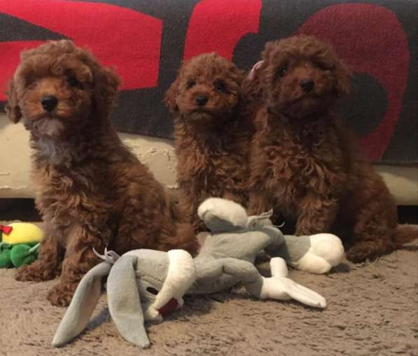 Poodle. Red boy's and girl's в фото 7