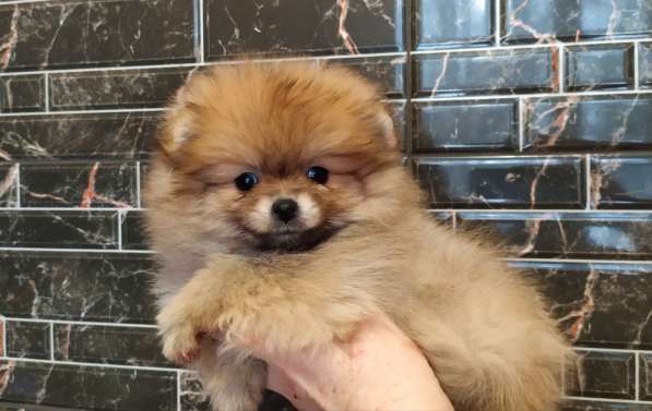 Pomeranian spitz. Orange mini girl в фото 6