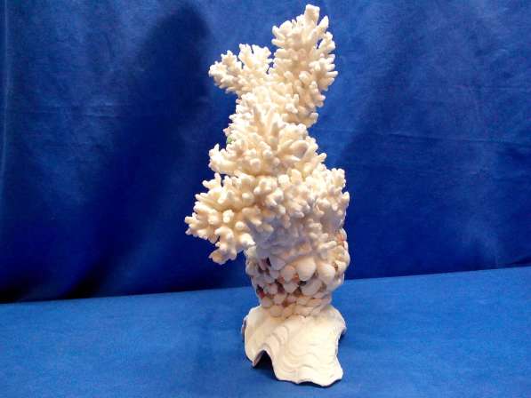 Коралл-ветка 30,5 - ракушка раковина в Ялте фото 4
