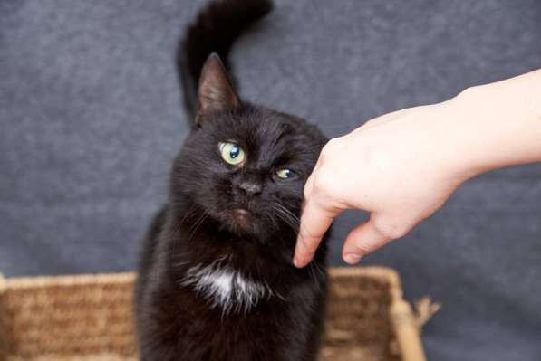 Савелий - ласковый и харизматичный кот из приюта в добрые ру