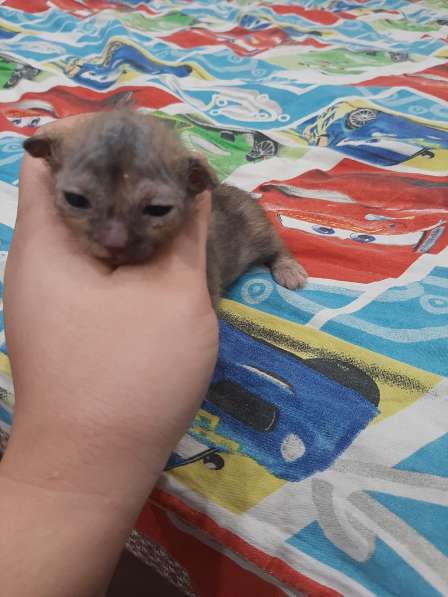 Котята сфинксы в Дзержинске фото 12