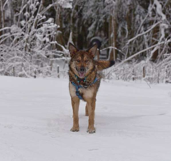 Молодая собачка Динга ищет семью в Москве фото 17