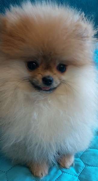 Померанский шпиц. Мини в фото 4