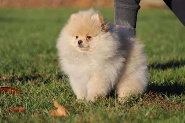 Pomeranian / FCI / Puppy / Pedigree в фото 5