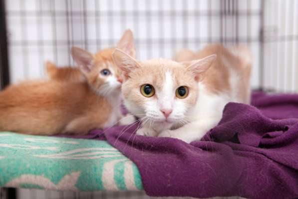 Ванесса - жертва человеческого безразличия в Москве