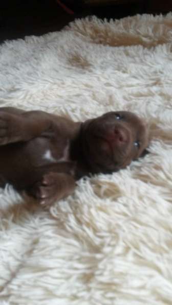 Щенки питбуля в Москве фото 14