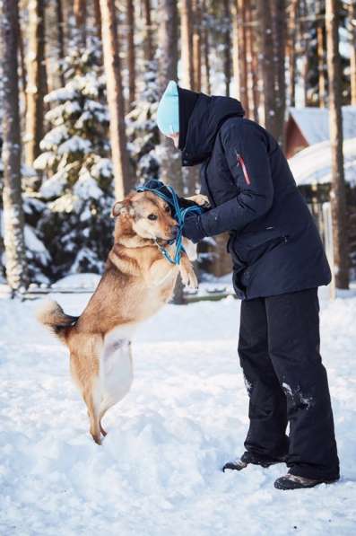 Хороший рыжий пес, лучший друг человека в Санкт-Петербурге фото 40