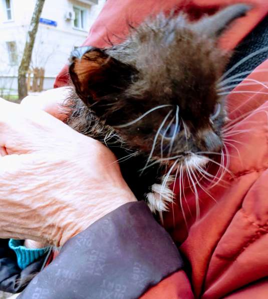 Масик Тарасик ищет любящий дом в Москве фото 15