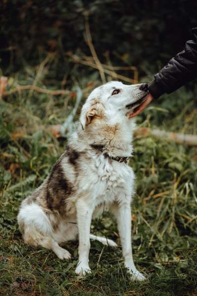 Очень ласковый пушистик ищет дом в Санкт-Петербурге фото 20