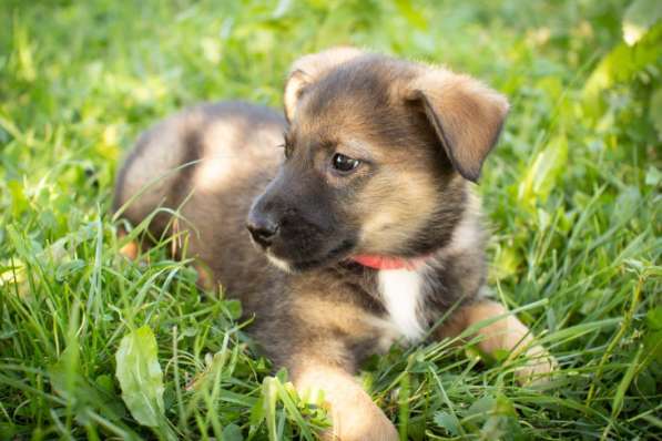 Маленькие щенки мечтают обрести дом!!! в Москве фото 6