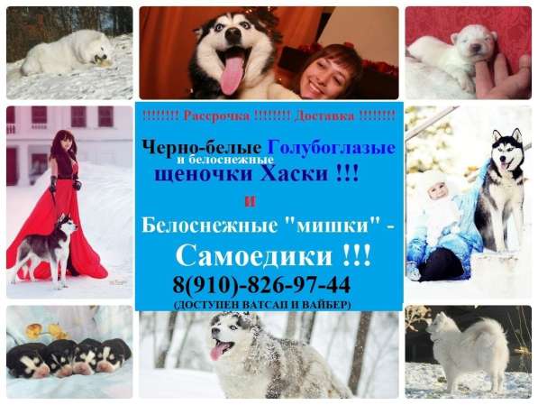 Щеночки Хаски черно-белые и белоснежные