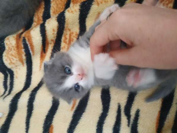 Продаются котята в фото 4