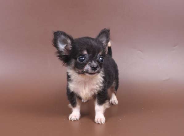 Мини чихуахуа в Москве фото 8