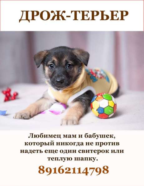 Красавцы щенки мальчики в добрые руки! в Москве фото 16