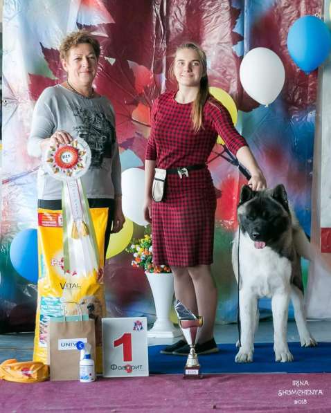 Щенки АМЕРИКАНСКОЙ АКИТЫ в