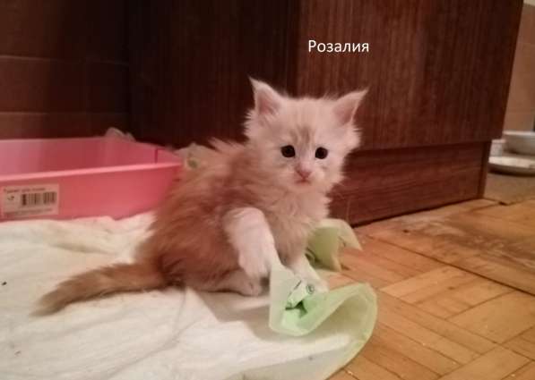 Котята мейн-кун в Серпухове фото 9