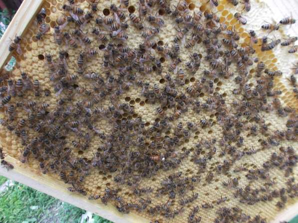 Пчеломатки Бакфаст в72 в60 в4 в366 в21 в фото 4