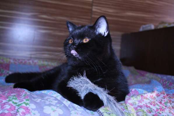 Черный британский кот в Москве фото 4