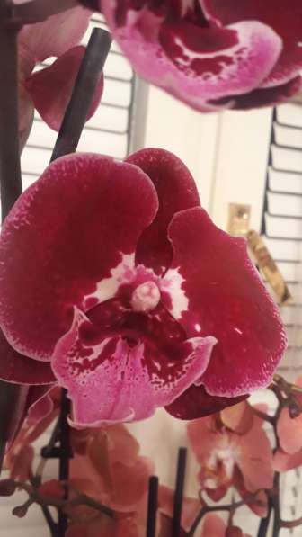 Орхидея в Самаре фото 10