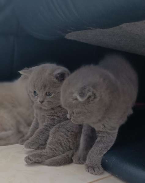 Шотландские котята в 