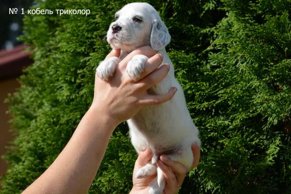 Английский сеттер щенки из элитного питомника в Москве фото 13