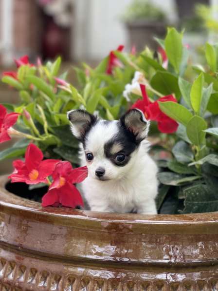 Chihuahua puppy boy в фото 5