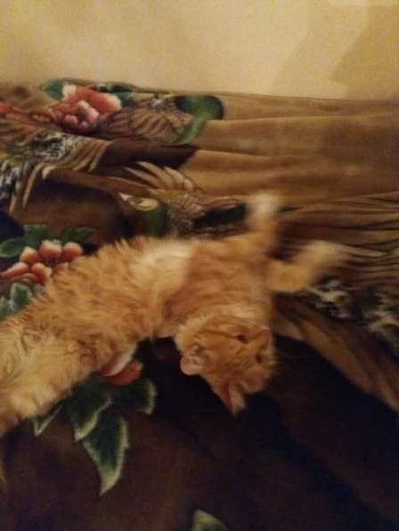 Рыжий кот ищет дом в Москве фото 4