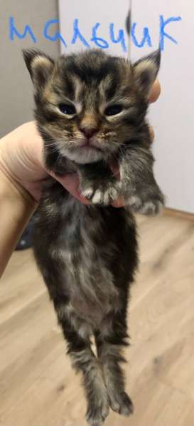 Котята мейн-кун в Новосибирске фото 39