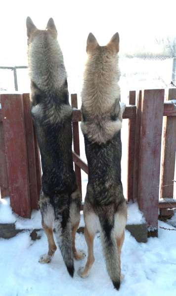 Чехословацкая волчья собака – щенки 4 месяца в Москве фото 11
