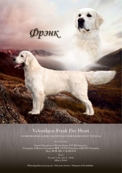 Кобель для вязки. Золотистый ретривер в Казани фото 13