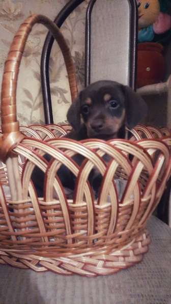 Щенки таксы миниатюрной в Твери фото 32