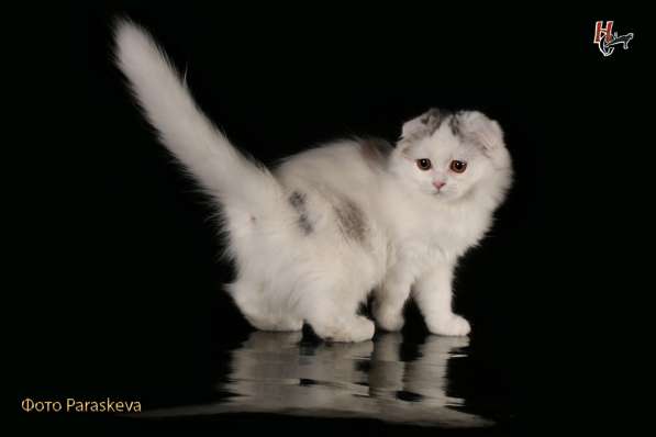 Котенок - счастье в дом в Санкт-Петербурге фото 3