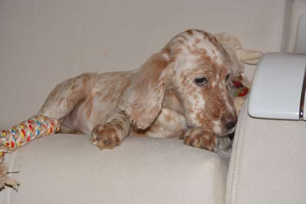 Английский сеттер щенки из элитного питомника в Москве фото 131