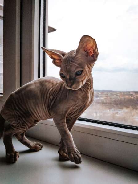 Продам котят канадского сфинкса в Белгороде фото 3