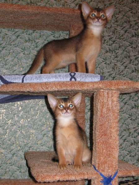 Продажа АБИССИНСКИХ котят в Дмитрове фото 12