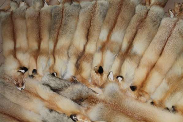 Продам шкуры лисы рыжей