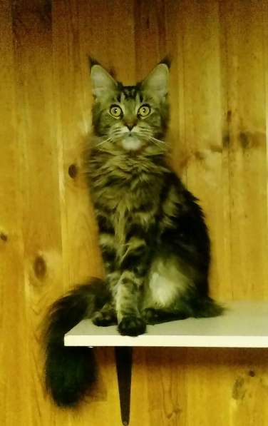 Мейн-кун девочка в Подольске фото 10