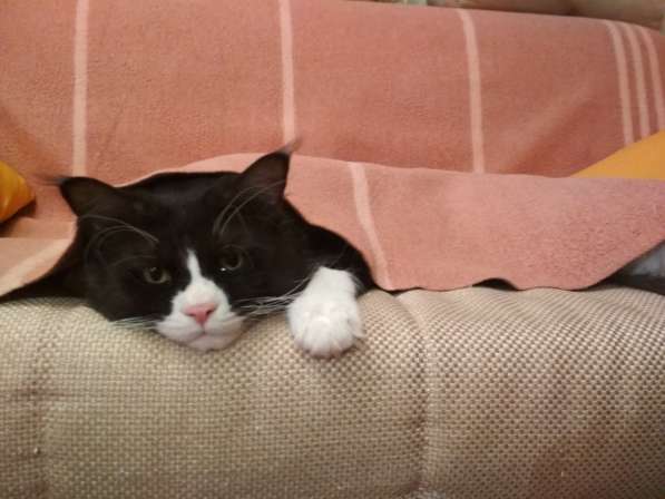 Вязка Мейн Кун в Лобне фото 28