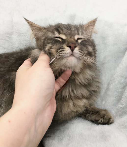 Цезарь Великолепный ищет дом! в Москве фото 5