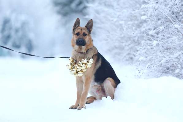 Прекрасный молодой пёс с золотым характером в Санкт-Петербурге фото 4
