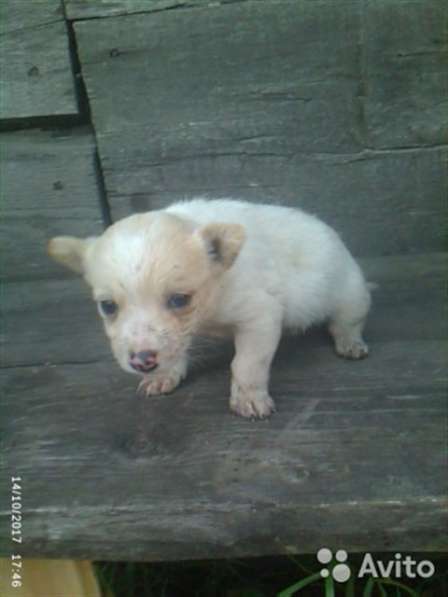 Отдам щенков дворняжки